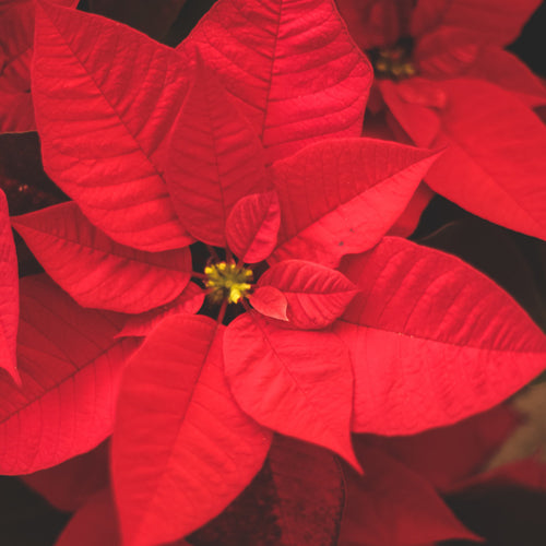 Christmas Memorial Flowers