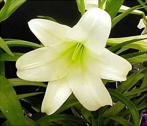 Donations to Easter Flowers 2026